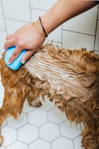 In Bloom (Dog Shampoo & Conditioner Duo)